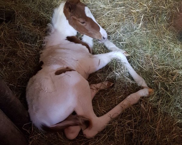 Pferd Camar de Fleur (Trakehner, 2018, von Gabun)