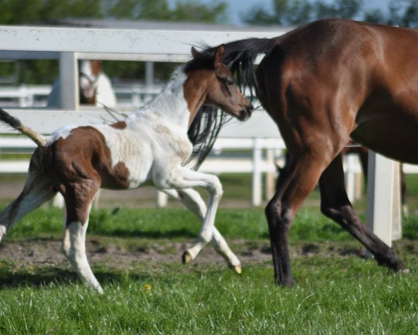 horse Camar Broadway (Arab half breed / Partbred, 2018, from Gabun)