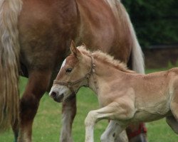 broodmare Esmeralda (Esme) (Rhenish-German Cold-Blood, 2018, from Elton John)