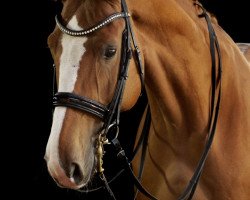 dressage horse Limonit 6 (Hanoverian, 2008, from Locksley II)