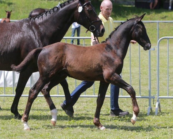 Pferd Der Meteor (Deutsches Sportpferd, 2014, von Dürrenmatt (ex Domino))