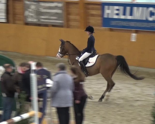 Reitturnier Xanten 2017