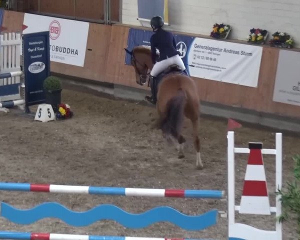 Reitturnier Grevenbroich - Gut Neuhaus 2017