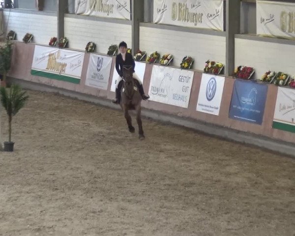 Reitturnier Grevenbroich - Gut Neuhaus 2017