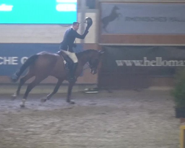 Reitturnier Grevenbroich - Gut Neuhaus 2017