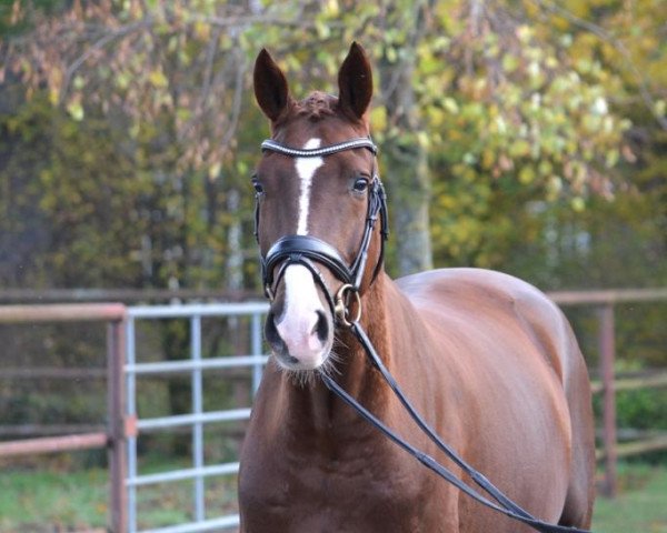 Dressurpferd Dressage Deluxe Fb (Oldenburger, 2014, von den Haag 12)