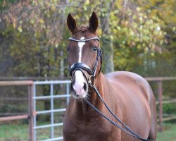 dressage horse Dressage Deluxe Fb (Oldenburg, 2014, from den Haag 12)
