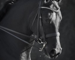 dressage horse Edward Cullen (Hanoverian, 2005, from Escudo I)