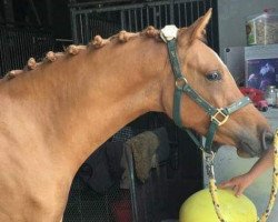 horse Venustas Jumanji (German Riding Pony, 2014, from Dimension AT NRW)