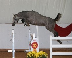 jumper Legendary Dd (KWPN (Royal Dutch Sporthorse), 2016, from Hermantico)