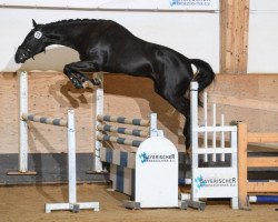 Springpferd Querido van het Geinsteinde (Belgisches Warmblut, 2016, von Elvis Ter Putte)