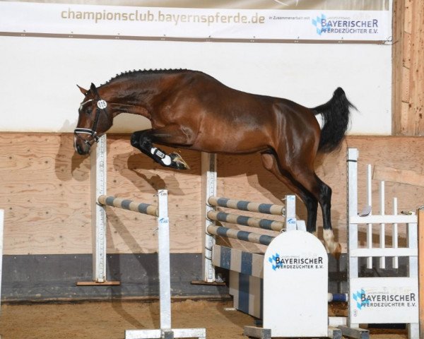 stallion Limited Edition 98 (KWPN (Royal Dutch Sporthorse), 2016, from Diamant de Semilly)