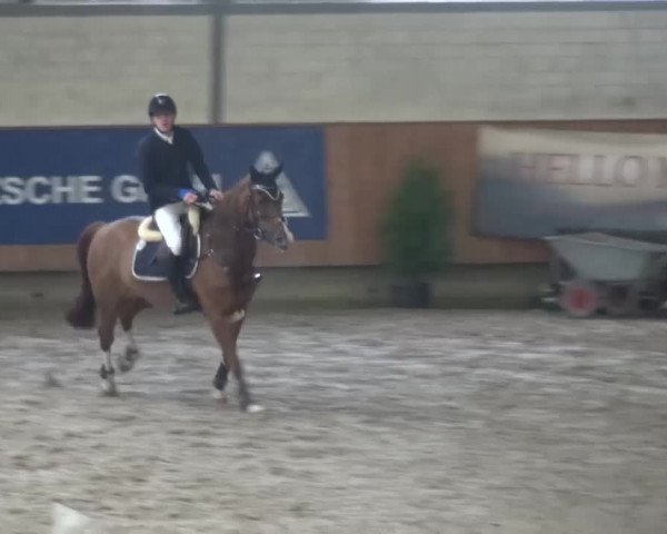 Reitturnier Grevenbroich - Gut Neuhaus 2017