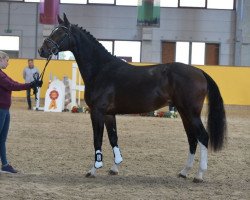 jumper Conchetti (Westphalian, 2016, from Cornet Obolensky)