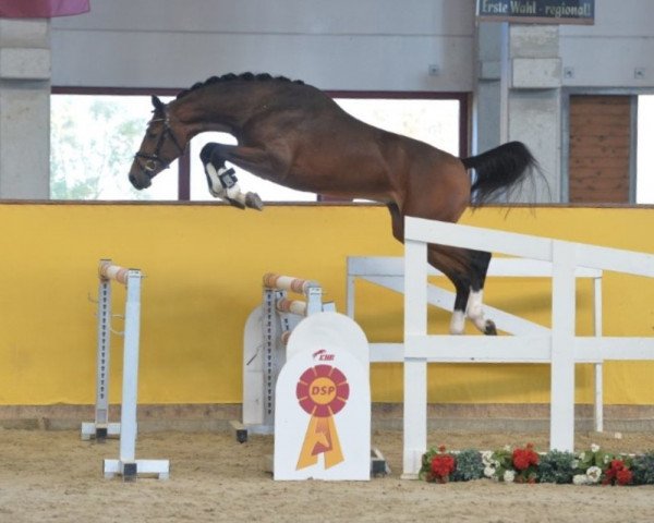 Deckhengst Taycan B (Deutsches Sportpferd, 2016, von Cicero Z van Paemel)