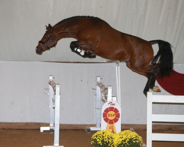 stallion Crash Comfort (Holsteiner, 2016, from Cascadello)