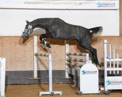 stallion Cape Town 26 (Holsteiner, 2016, from Calido I)