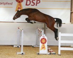 stallion Byron 24 (German Sport Horse, 2016, from Balou du Rouet)