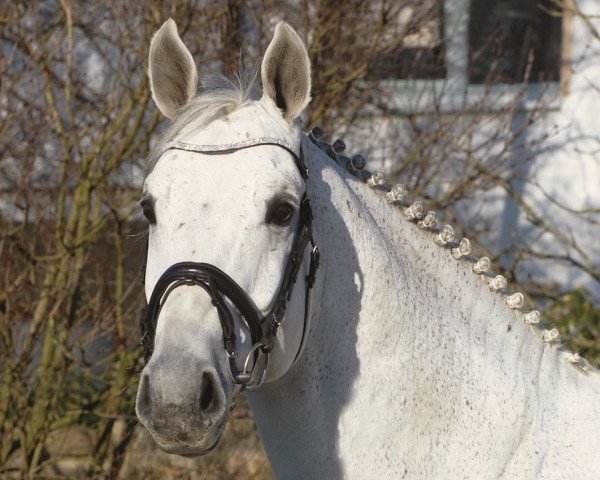 stallion Congress (Oldenburg, 2006, from Cornet Obolensky)