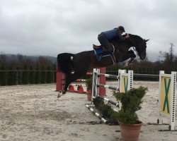 horse Cenno (Slovenian Warmblood, 2009, from Chico's Boy)