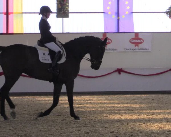 Dressurturnier Rhede-Krommert 2017
