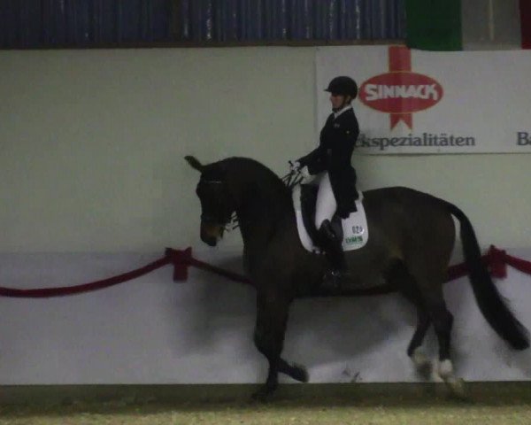 Dressurturnier Rhede-Krommert 2017