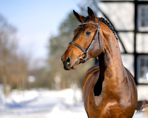 stallion Chellci Orange L (Zangersheide riding horse, 2017, from Cicero Z van Paemel)