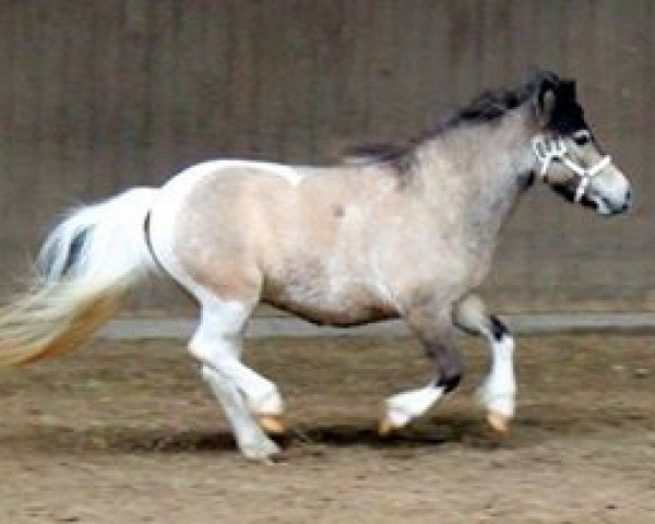 broodmare Eske vom Regenbogen (Dt.Part-bred Shetland pony, 2011, from Ramon Oet Twente)