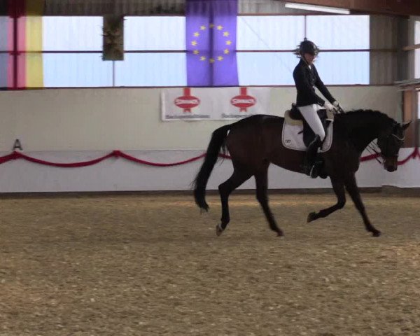 Dressurturnier Rhede-Krommert 2017