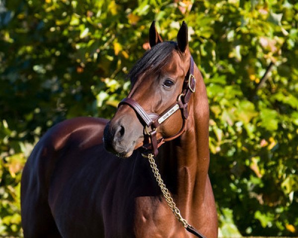 stallion Divine Park xx (Thoroughbred, 2004, from Chester House xx)