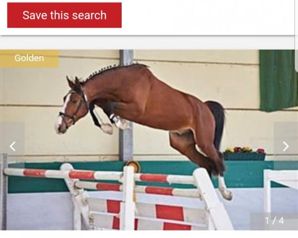 jumper Loewenherz Gm (German Sport Horse, 2014, from Lyjanero)