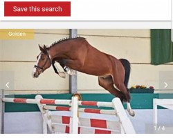 jumper Loewenherz Gm (German Sport Horse, 2014, from Lyjanero)