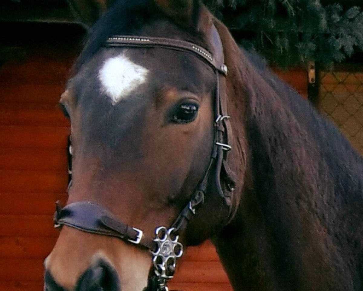 broodmare Ilvy (Trakehner, 2001, from Korado)