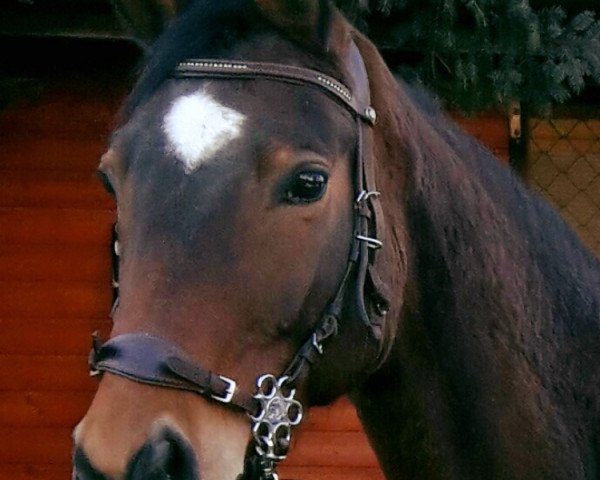 broodmare Ilvy (Trakehner, 2001, from Korado) broodmare Ilvy (Trakehner, 2001, from Korado)