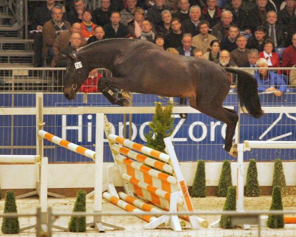 stallion Waldo van Dungen (KWPN (Royal Dutch Sporthorse), 2003, from Tolano van het Riethof) stallion Waldo van Dungen (KWPN (Royal Dutch Sporthorse), 2003, from Tolano van het Riethof)