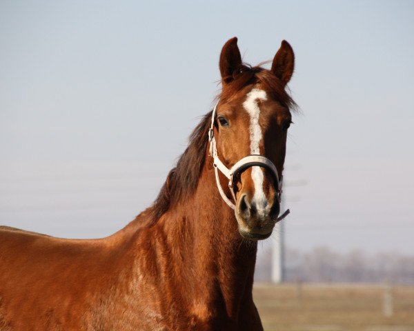 broodmare Caldera (German Warmblood, 2015, from Caracas 96)