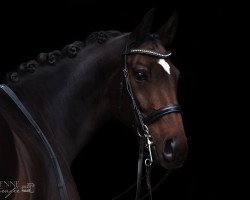 dressage horse Rocket Dancer (Westphalian, 2007, from Rockwell)