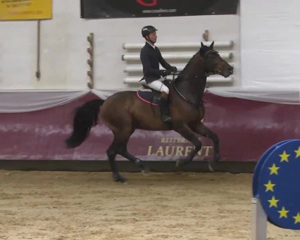 Reitturnier Eicherloh RH Laurent 2017