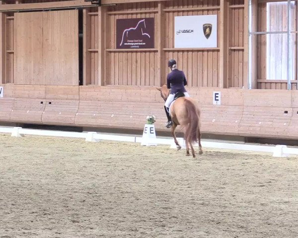 Reitturnier Leudelange-Ecuries des Prés 2017