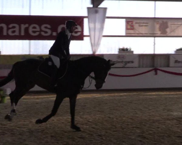 Reitturnier Rhede-Krommert 2017