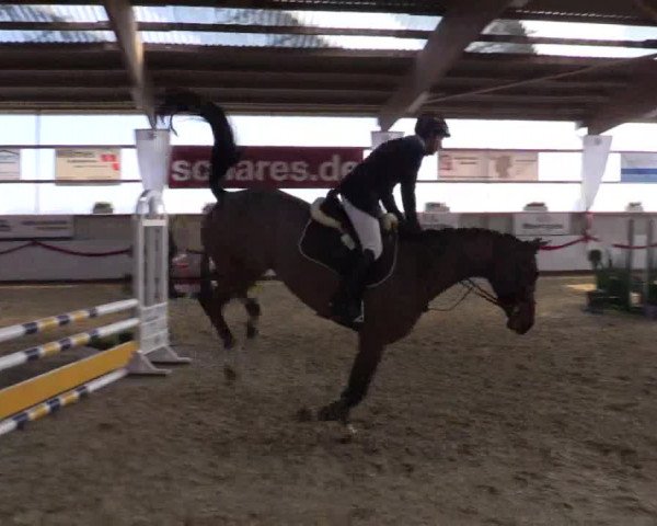 Reitturnier Rhede-Krommert 2017
