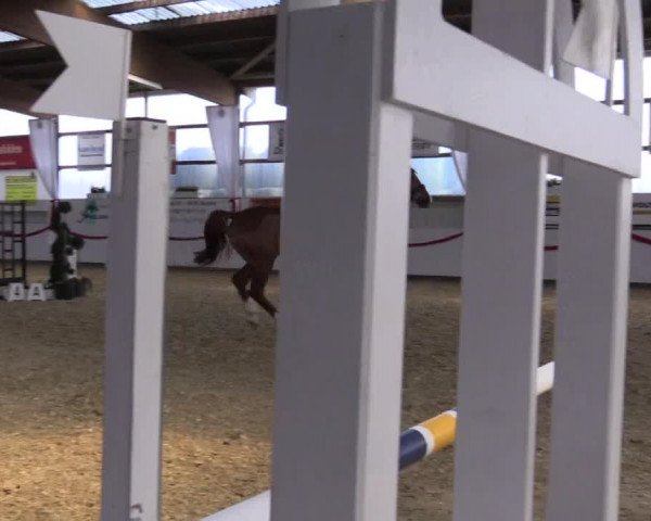 Reitturnier Rhede-Krommert 2017