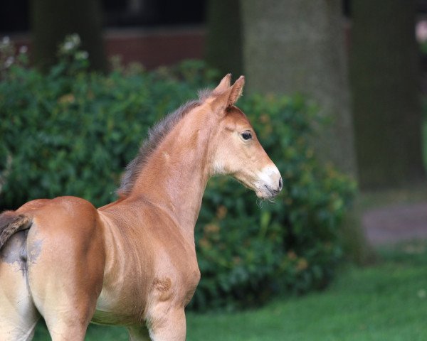 horse Zauberflöte (Westphalian, 2018, from Zinedine)