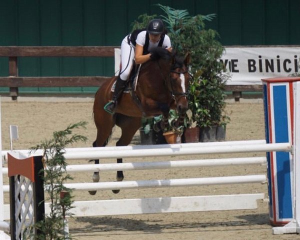 jumper Cafe Quick (German Sport Horse, 2008, from Nikidam du Chateau)
