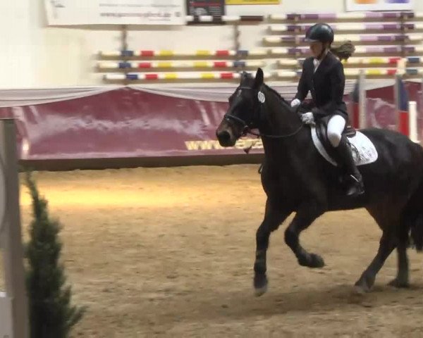 Reitturnier Eicherloh RH Laurent 2017