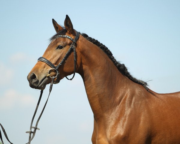 broodmare Karla (Trakehner, 2015, from Distelzar)
