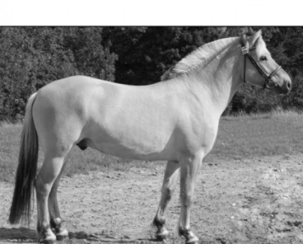 stallion Merkur Skovå (Fjord Horse, 2006, from Florian Skovå) stallion Merkur Skovå (Fjord Horse, 2006, from Florian Skovå)