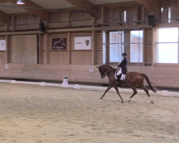 Reitturnier Leudelange-Ecuries des Prés 2017