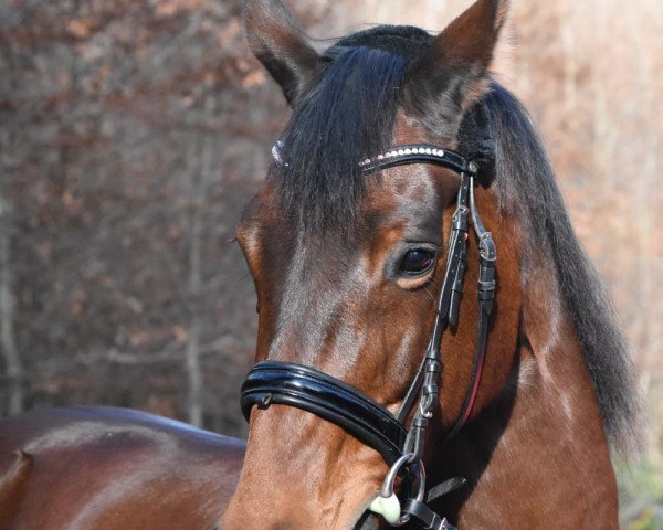 horse Celita (KWPN (Royal Dutch Sporthorse), 2007, from United)