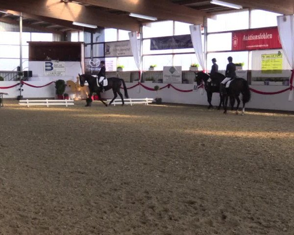 Reitturnier Rhede-Krommert 2017